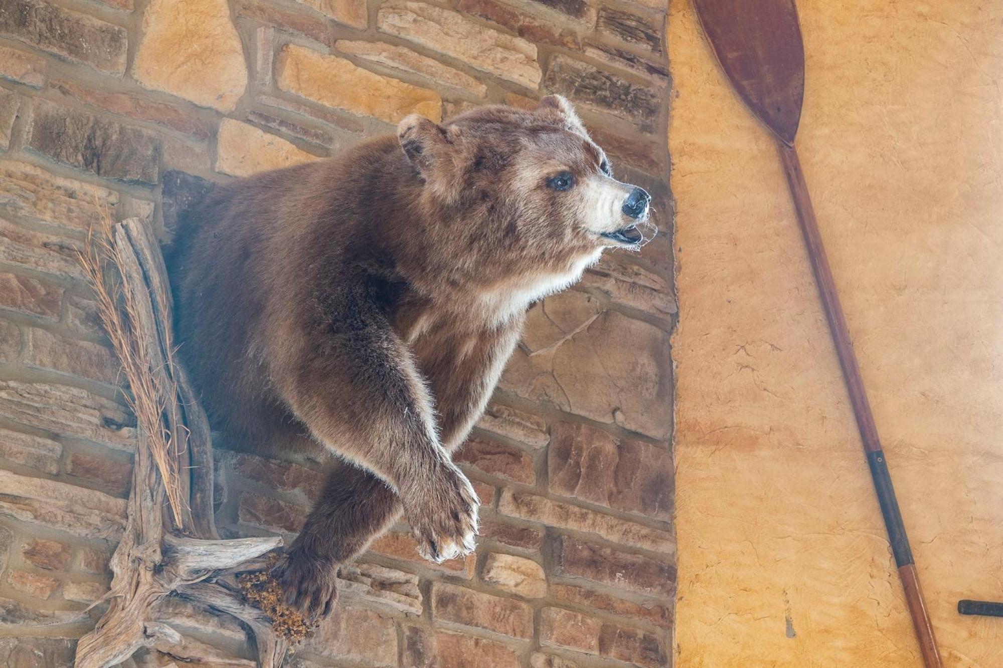 Grin Bear It Branson